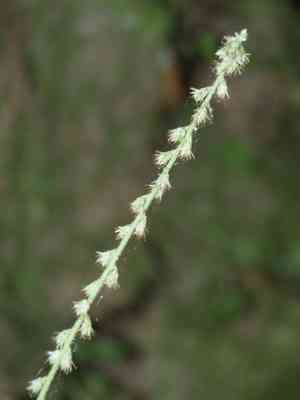 Pastureweed(Cyathula prostrata)