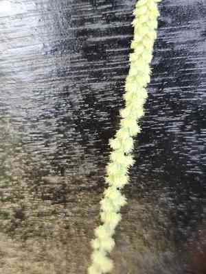 Pastureweed(Cyathula prostrata)