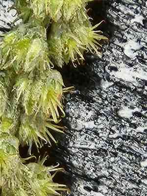 Pastureweed(Cyathula prostrata)