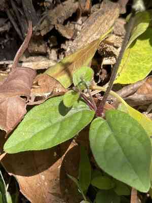 Pastureweed(Cyathula prostrata)