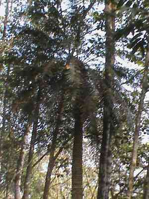 Queen sago(Cycas circinalis)