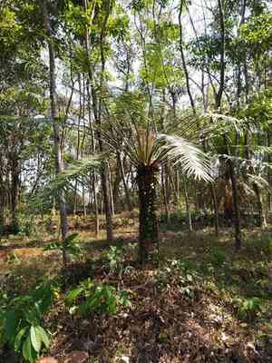 Queen sago(Cycas circinalis)