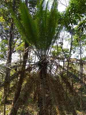 Queen sago(Cycas circinalis)
