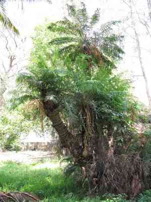 Queen sago(Cycas circinalis)