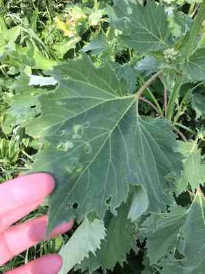 Marsh-elder(Cyclachaena xanthiifolia)