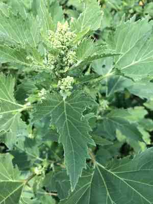 Marsh-elder(Cyclachaena xanthiifolia)