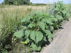 Marsh-elder(Cyclachaena xanthiifolia)