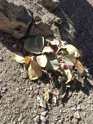 Sacramento waxydogbane(Cycladenia humilis)