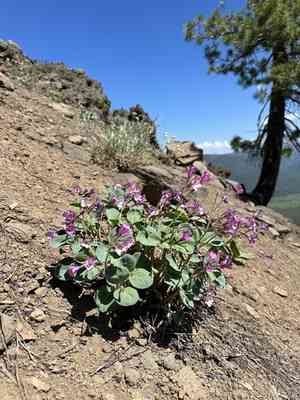 Sacramento waxydogbane(Cycladenia humilis)