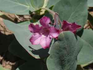 Sacramento waxydogbane(Cycladenia humilis)