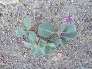 Sacramento waxydogbane(Cycladenia humilis)