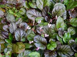 Ivy-leaved cyclamen(Cyclamen hederifolium)