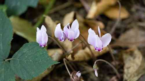 Ivy-leaved cyclamen(Cyclamen hederifolium)