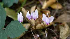 Ivy-leaved cyclamen(Cyclamen hederifolium)