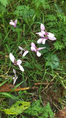 Ivy-leaved cyclamen(Cyclamen hederifolium)