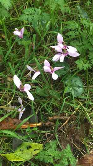 Ivy-leaved cyclamen(Cyclamen hederifolium)