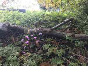 Ivy-leaved cyclamen(Cyclamen hederifolium)