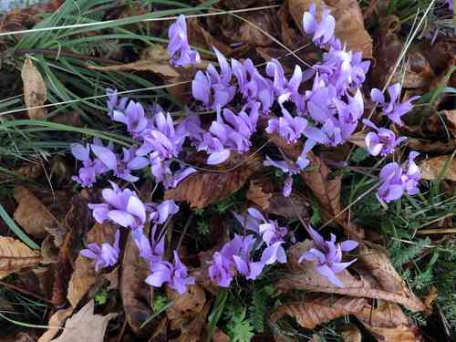 Ivy-leaved cyclamen(Cyclamen hederifolium)