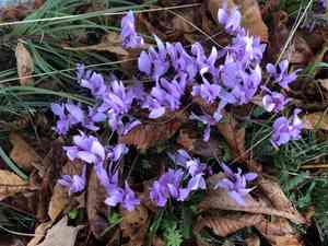 Ivy-leaved cyclamen(Cyclamen hederifolium)