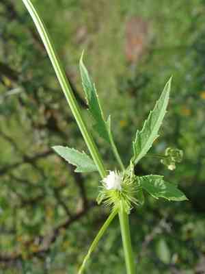 Cutleaf cyclanthera(Cyclanthera dissecta)