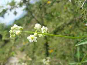 Cutleaf cyclanthera(Cyclanthera dissecta)