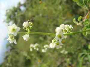 Cutleaf cyclanthera(Cyclanthera dissecta)
