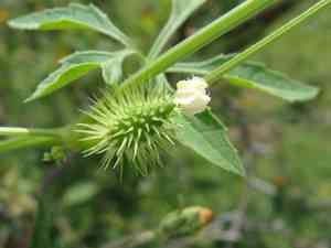 Cutleaf cyclanthera(Cyclanthera dissecta)