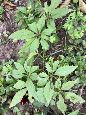 Caigua(Cyclanthera pedata)