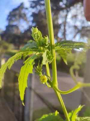 Caigua(Cyclanthera pedata)