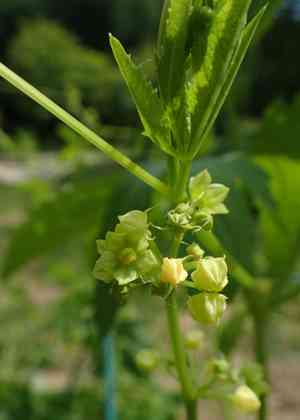 Caigua(Cyclanthera pedata)