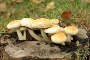 Poplar fieldcap(Cyclocybe aegerita)