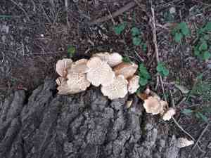 Poplar fieldcap(Cyclocybe aegerita)
