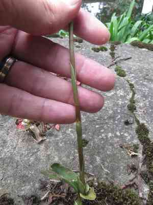 Tall ladies'-tresses(Cyclopogon elatus)