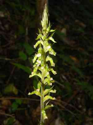 Tall ladies'-tresses(Cyclopogon elatus)