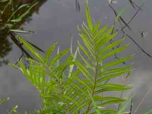 Hottentot fern(Cyclosorus interruptus)