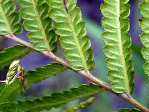 Hottentot fern(Cyclosorus interruptus)