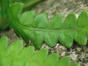Hottentot fern(Cyclosorus interruptus)