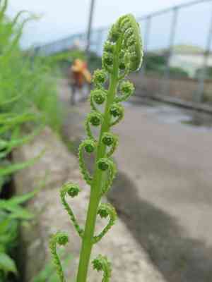 Hottentot fern(Cyclosorus interruptus)