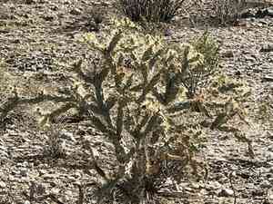 Buck-horn cholla(Cylindropuntia acanthocarpa)
