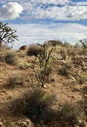 Buck-horn cholla(Cylindropuntia acanthocarpa)