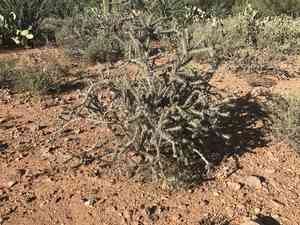 Buck-horn cholla(Cylindropuntia acanthocarpa)