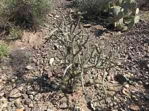 Buck-horn cholla(Cylindropuntia acanthocarpa)
