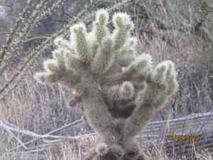 Teddy bear cholla(Cylindropuntia bigelovii)