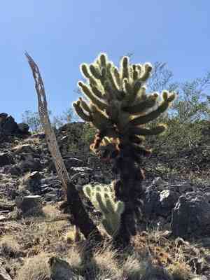 Teddy bear cholla(Cylindropuntia bigelovii)