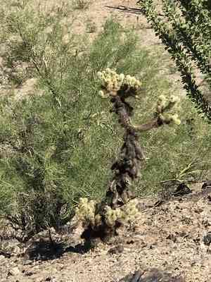 Teddy bear cholla(Cylindropuntia bigelovii)