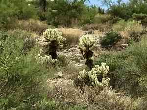 Teddy bear cholla(Cylindropuntia bigelovii)