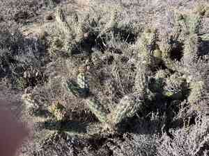 California cholla(Cylindropuntia californica)