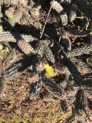 California cholla(Cylindropuntia californica)
