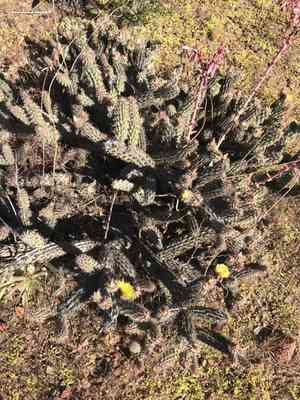 California cholla(Cylindropuntia californica)