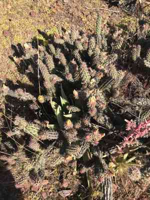 California cholla(Cylindropuntia californica)